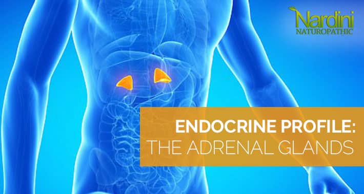 Endocrine Profile: The Adrenal Glands | Nardini Naturopathic | Toronto Naturopath Clinic