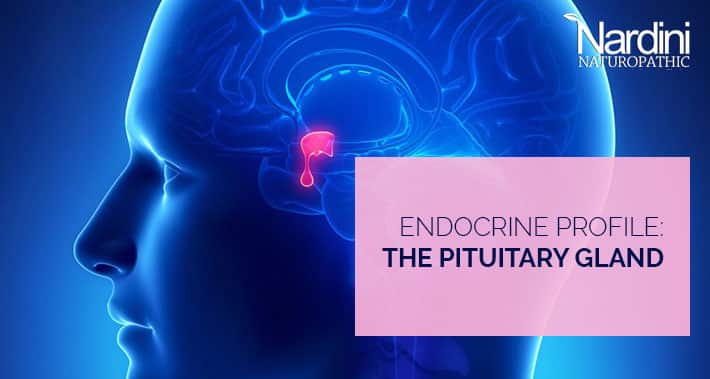 Endocrine Profile: The Pituitary Gland | Nardini Naturopathic